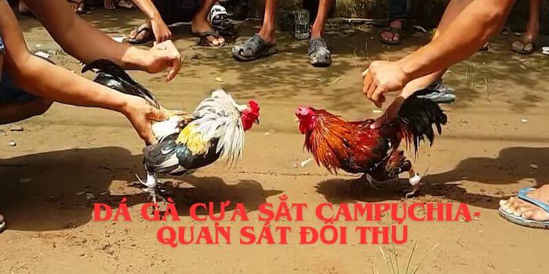 Quan sát kỹ đối thủ khi đá gà cựa sắt